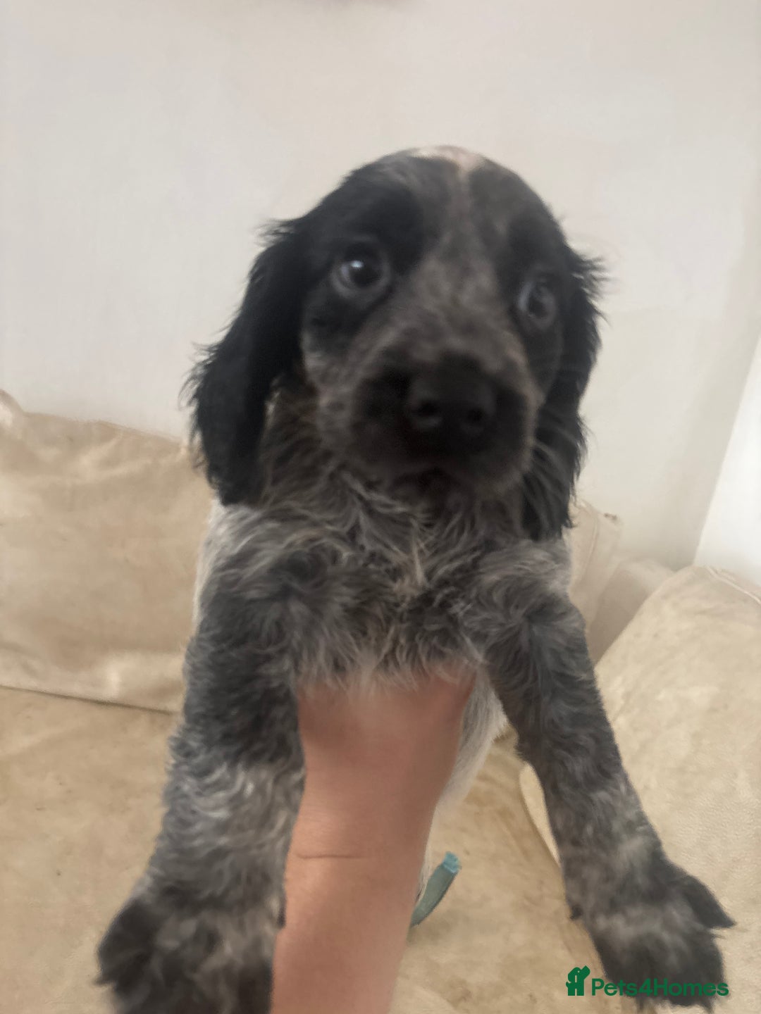 Sprocker dogs for sale: F1 high quality sprocker puppies Three boys left,  - Advert 4