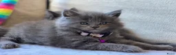 Maine Coon cats for sale: Maine Coon Kittens 1 Male 2 Females  - Advert 5