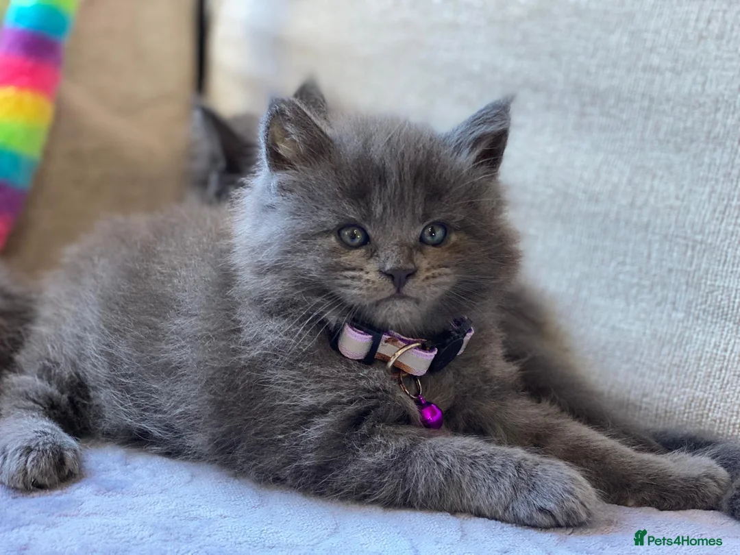 Maine Coon cats for sale: TICA Registered Maine Coon Kittens 1Male 2Females - Advert 2