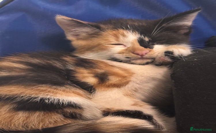 Mixed Breed cats - Advert 9