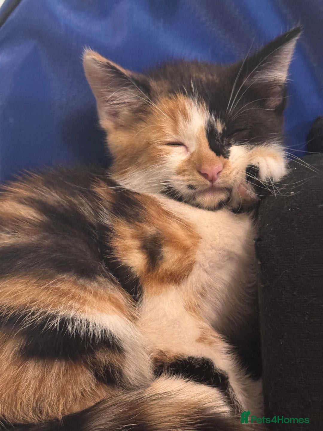 Mixed Breed cats for sale: 4 Kittens for sale (read the description) - Image 9