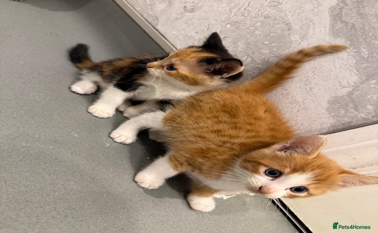 Mixed Breed cats - Advert 2