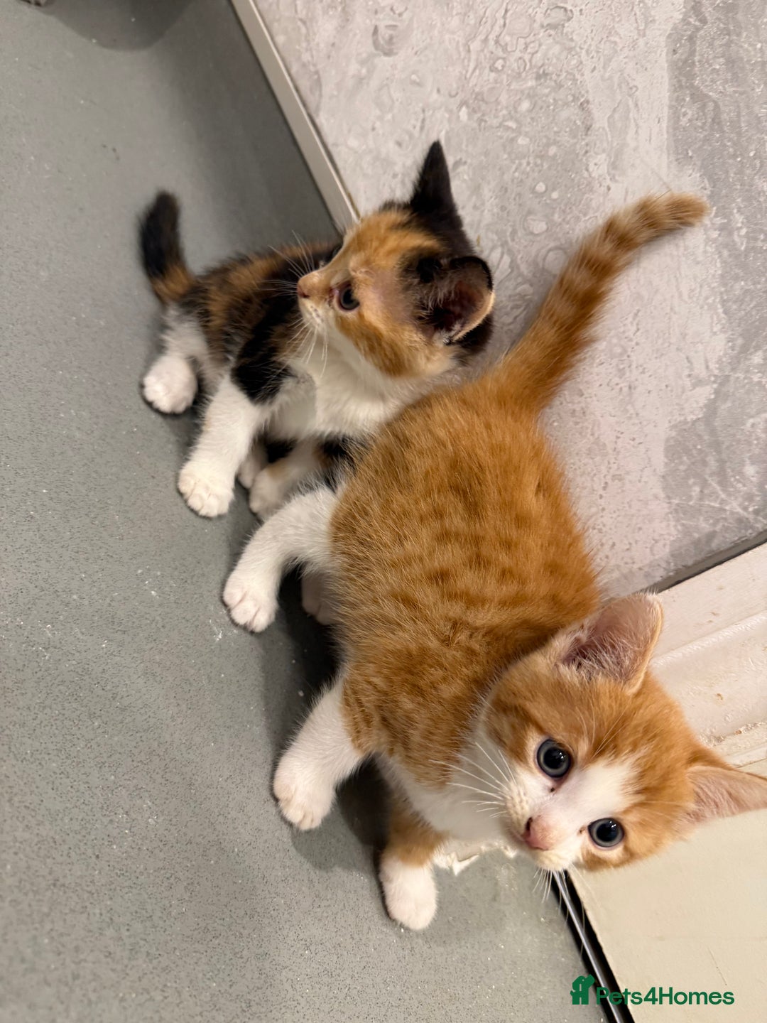 Mixed Breed cats for sale: 2 beautiful kittens left to find a home - Image 1