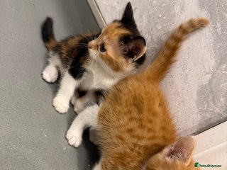 Mixed Breed cats for sale - Advert 1