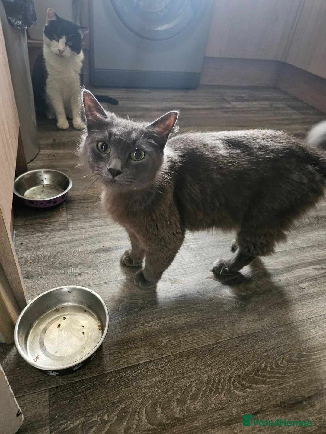 British Shorthair cats for sale: Beautiful kittens  - Advert 12
