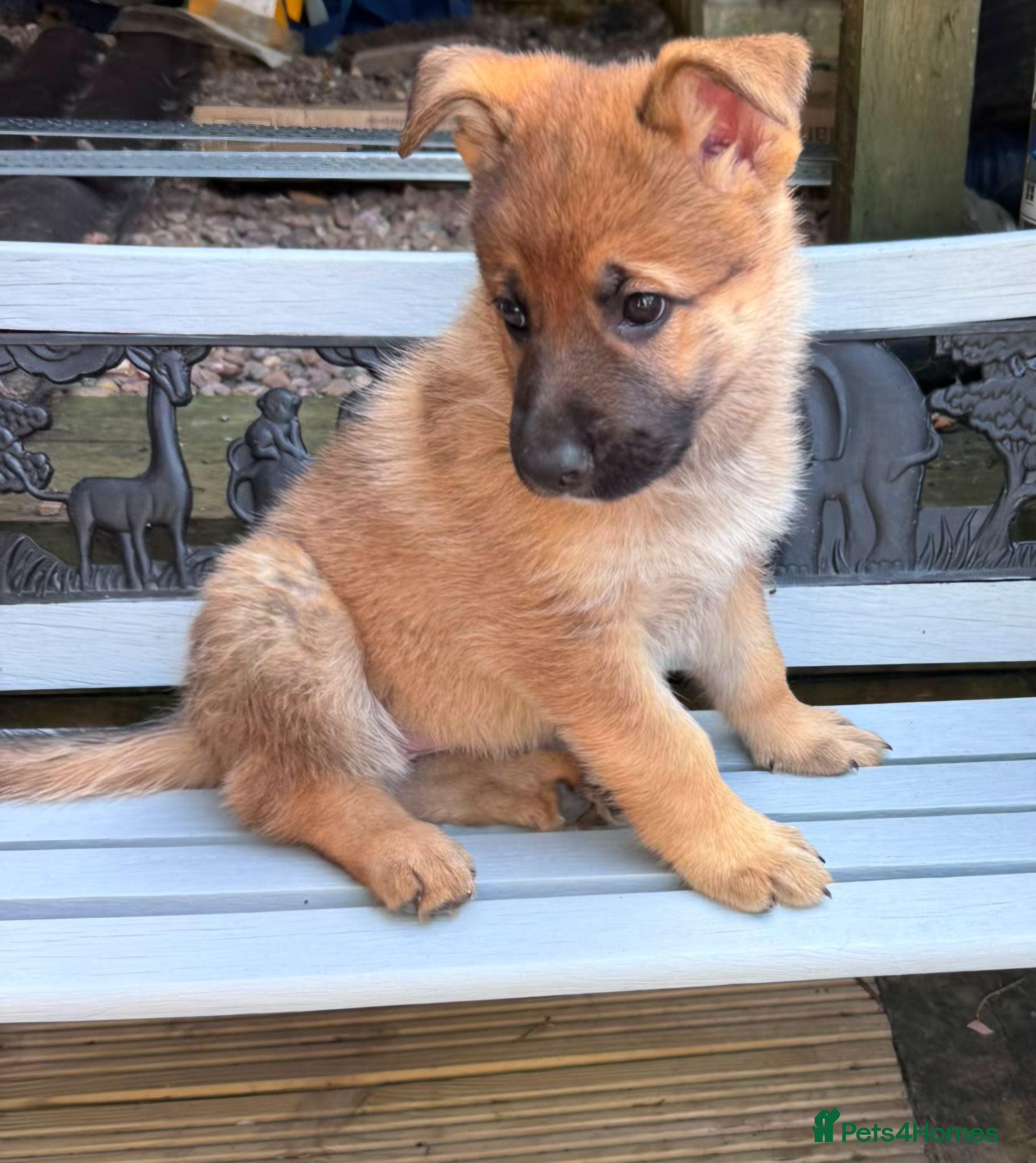 German Shepherd dogs 1x Female German Shephard puppy - Advert 1