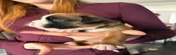 Boxer dogs for sale: Beautiful, KC registerd boxer puppies for sale in Canvey Island - Advert 22