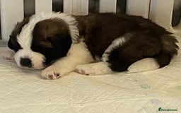 Saint Bernard dogs for sale: Gorgeous Saint Bernard puppies looking for homes - Image 17