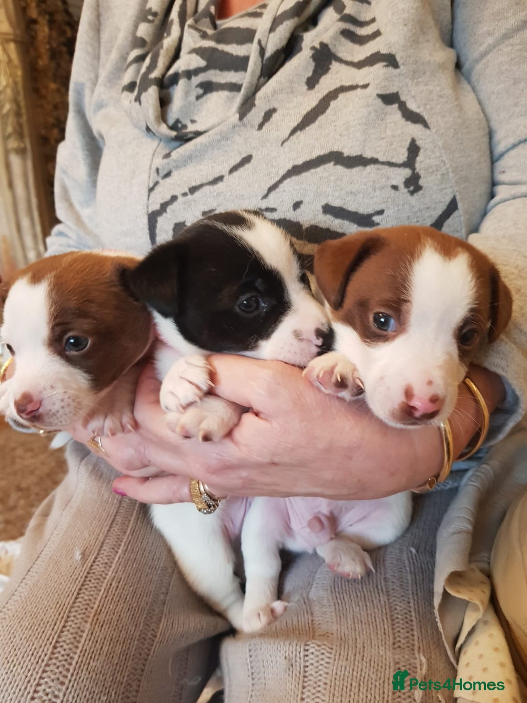 Jack Russell dogs for sale: Truly Superb  Russels - Advert 13