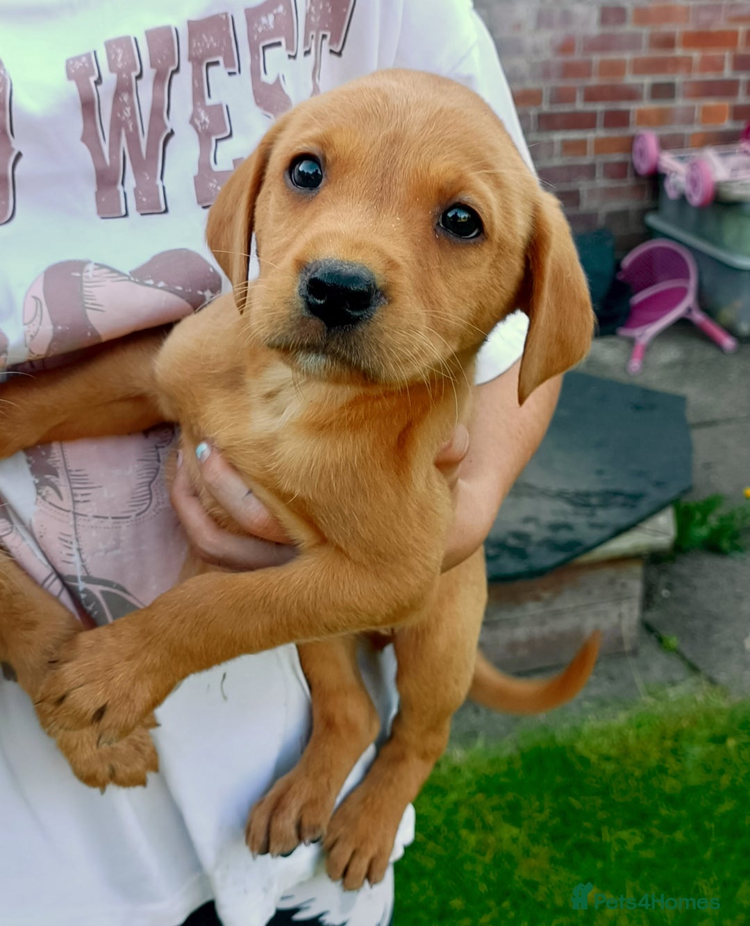 Labrador Retriever dogs for sale: Working Labrador pups  - Image 6