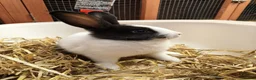 Mixed Breed rabbits for sale: 10 week old bunnies for sale - Advert 3