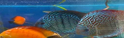 Discus fish for sale: 6 Large Discus  in Sutton - Advert 13