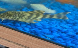 Plecos fish for sale: L015 candy stripped pleco - Image 3