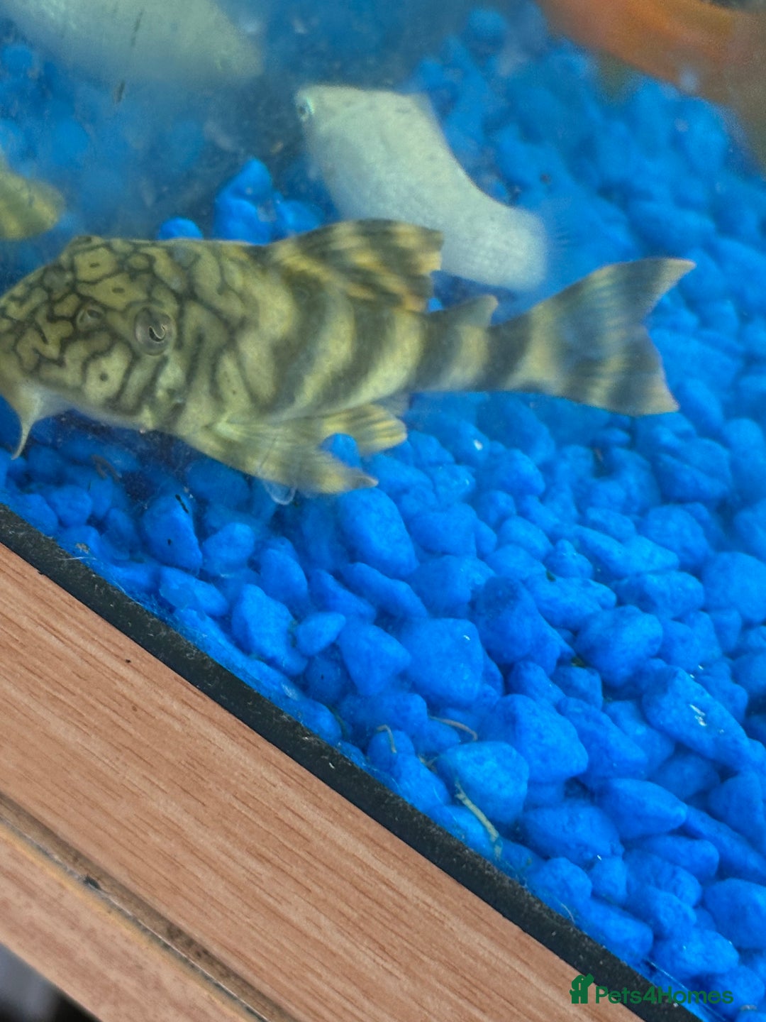 Plecos fish for sale: L015 candy stripped pleco - Image 3