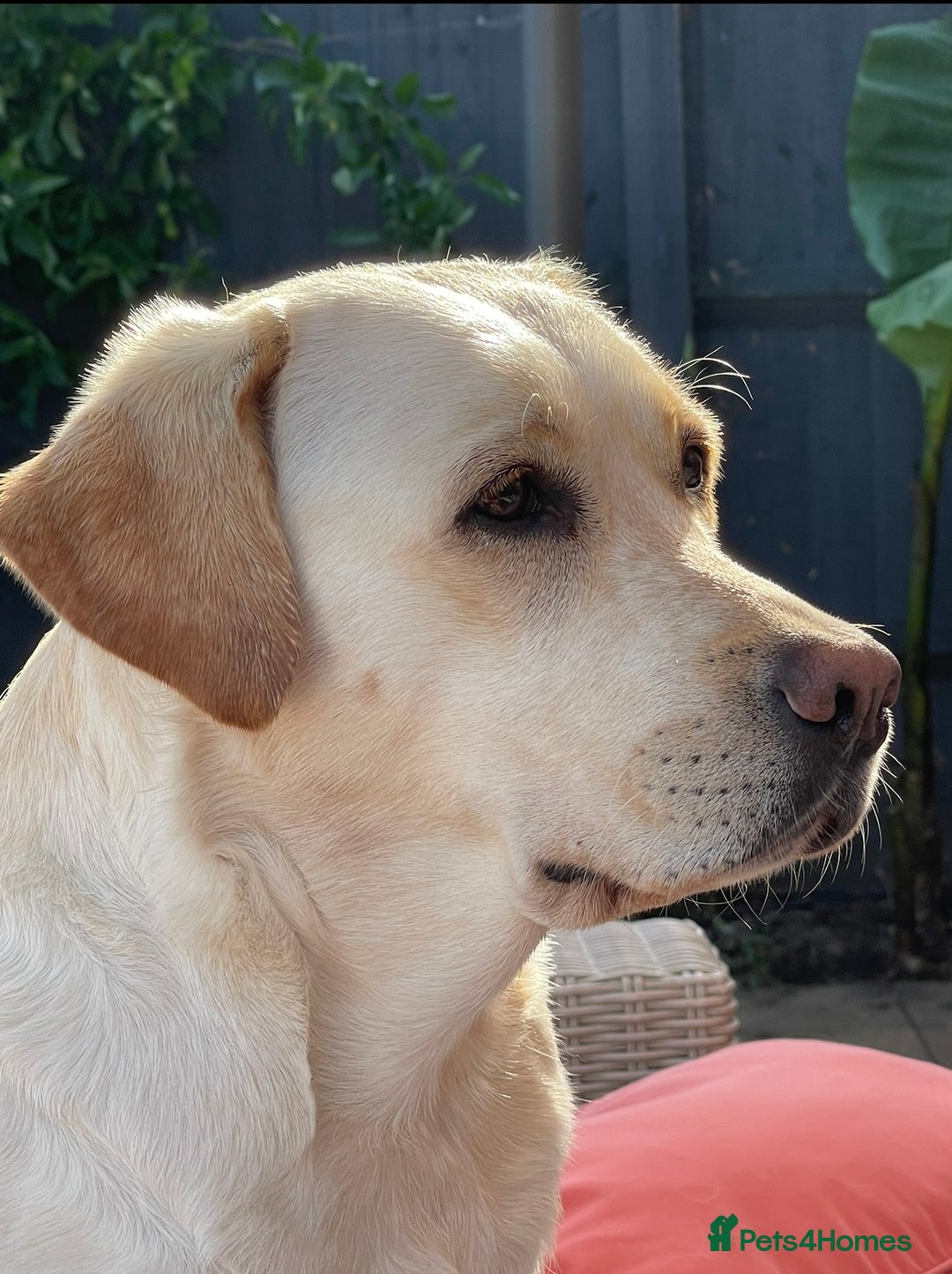 Labrador Retriever dogs for sale: Beautiful chunky Labrador puppy  - Advert 7