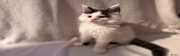 Maine Coon cats for sale: Stunning Maine coon kittens  - Advert 3