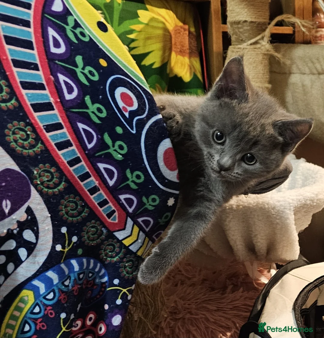 Russian Blue cats for sale: Pure Russian blue kittens. READY TO LEAVE 24.04 - Advert 6