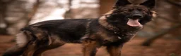 German Shepherd dogs for sale: German Shepherds 5 Star Breeder  - Advert 5