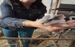 Guinea Pig rodents for sale: Lunkarya Guinea Pig Babies - Image 2
