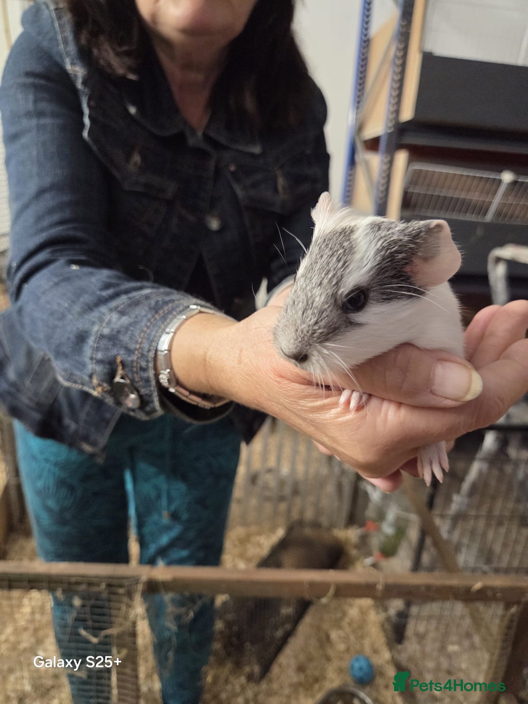 Guinea Pig rodents for sale: Lunkarya Guinea Pig Babies - Image 2