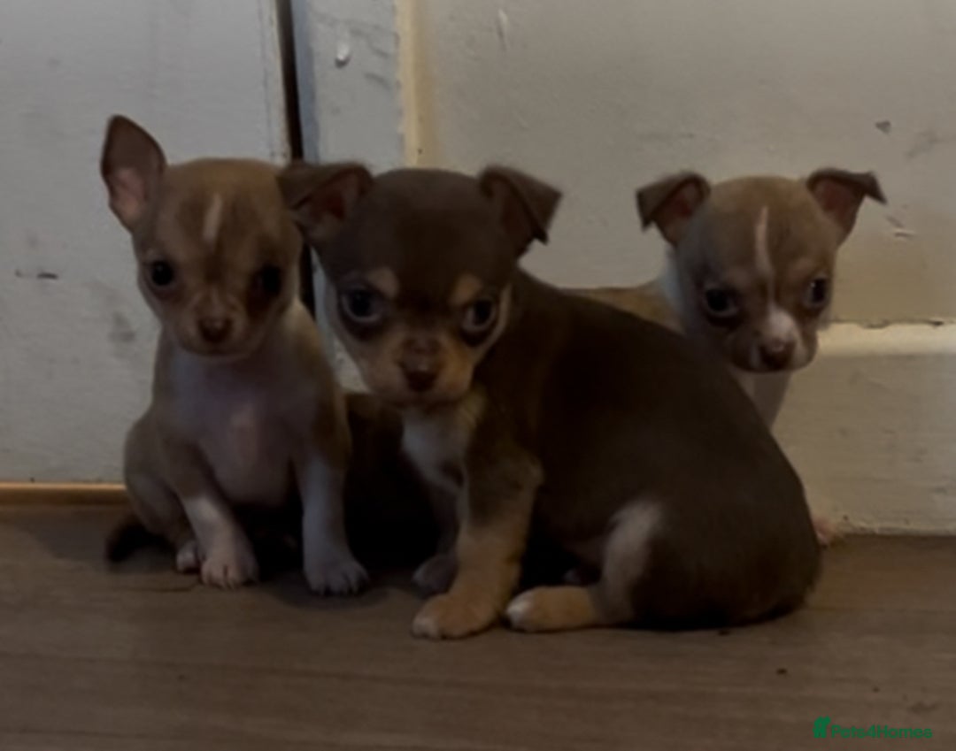 Chihuahua dogs for sale: Chihuahua puppies  - Image 4