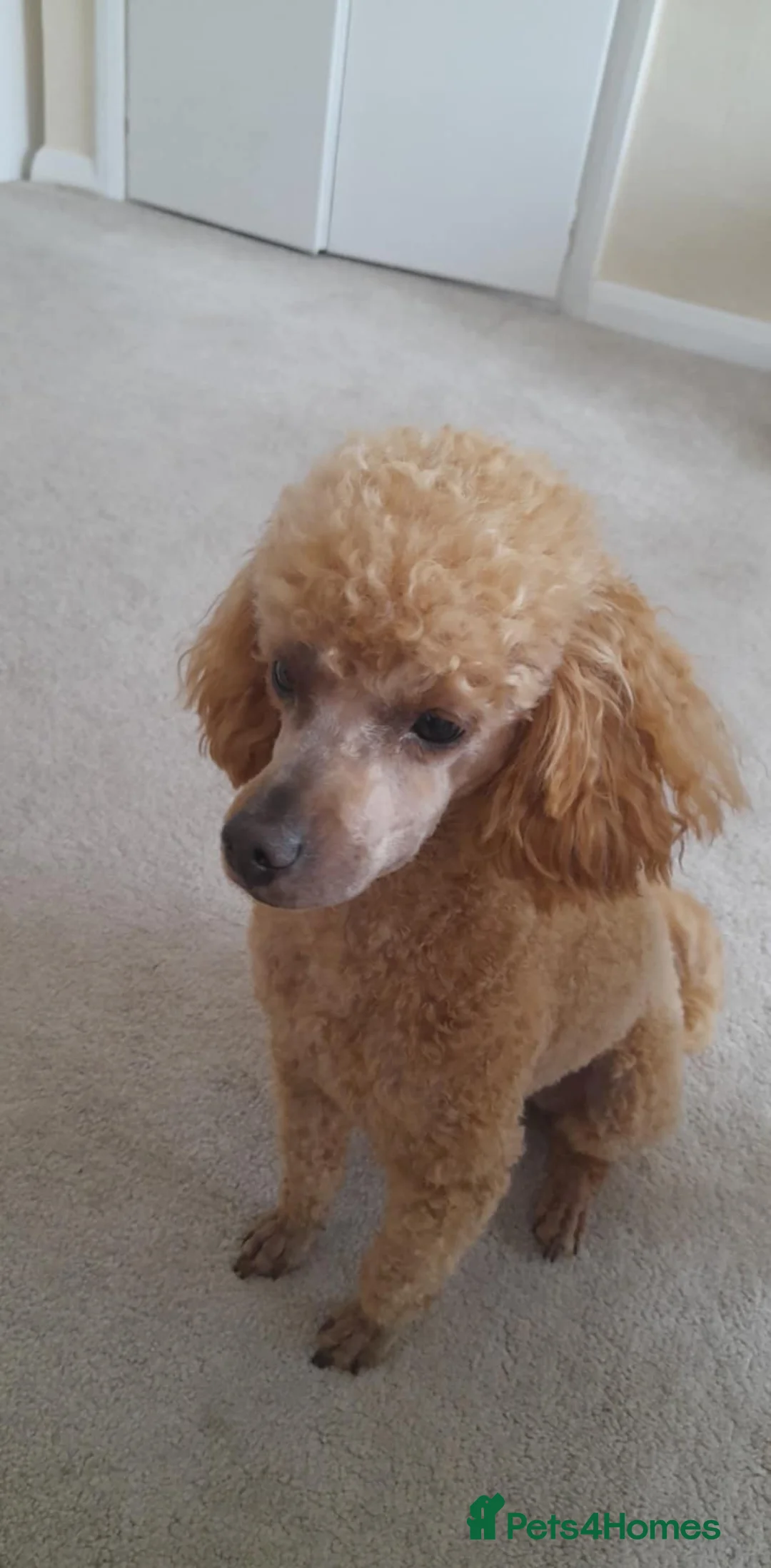 Toy Poodle dogs for stud: KC Reg toy poodle, DNA Test Clear, only for stud - Advert 3