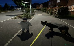 German Shepherd dogs for sale: Female German Shepherd - working line - Advert 13