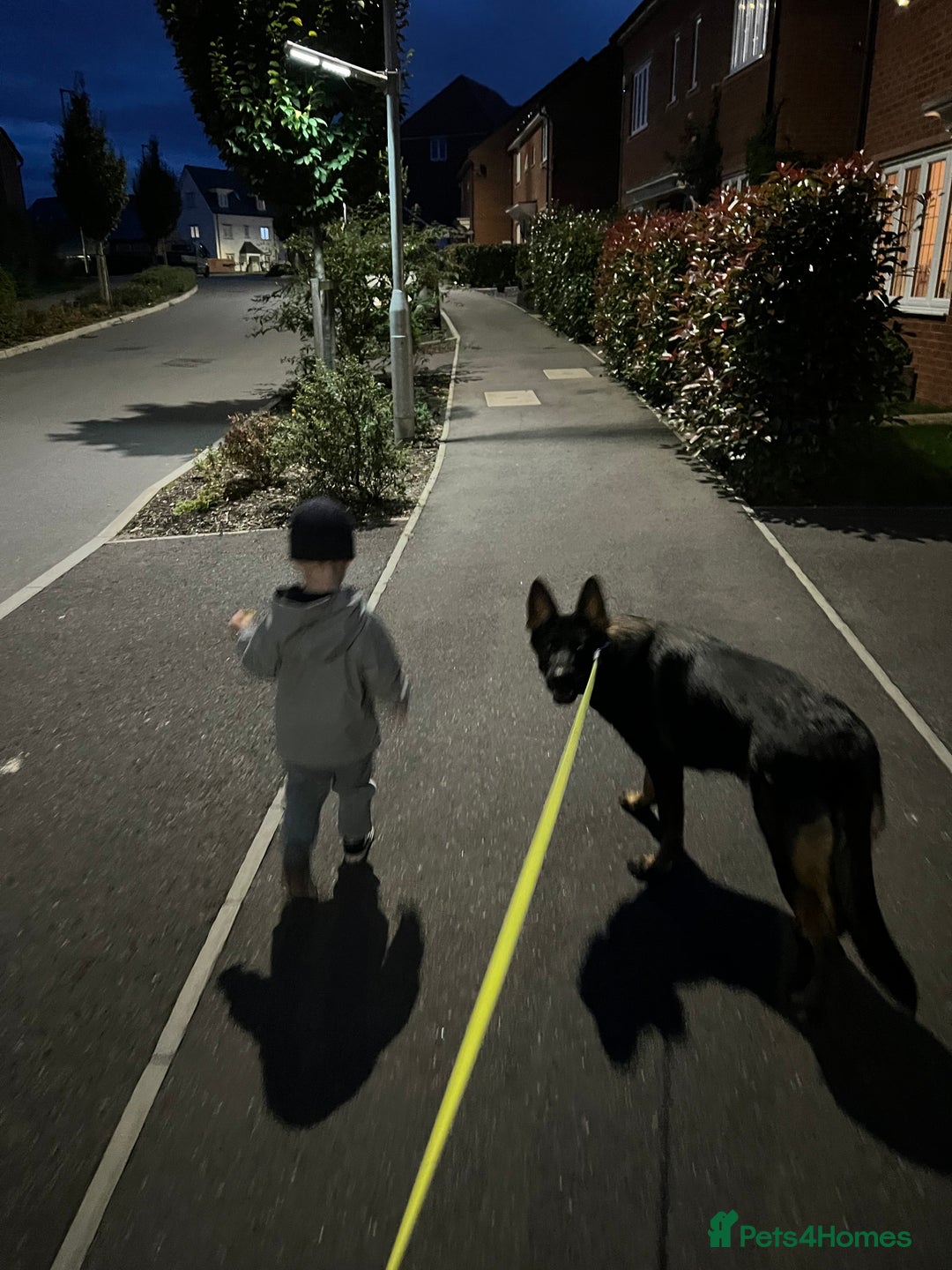 German Shepherd dogs for sale: Female German Shepherd - working line - Advert 13