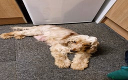 Cocker Spaniel dogs for sale: KC registered Orange Roan Cocker Spaniels - Image 1