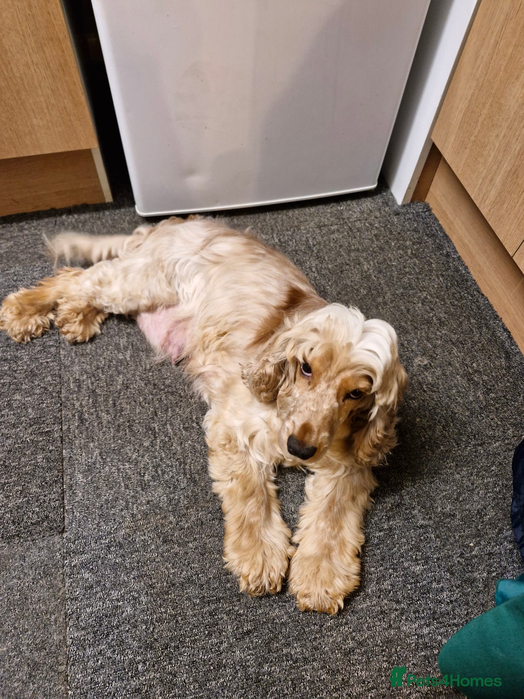 Cocker Spaniel dogs for sale: KC registered Orange Roan Cocker Spaniels - Image 1