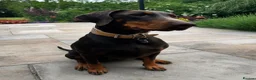 Dobermann dogs for sale: KC  reg Dobermann puppies  - Advert 7