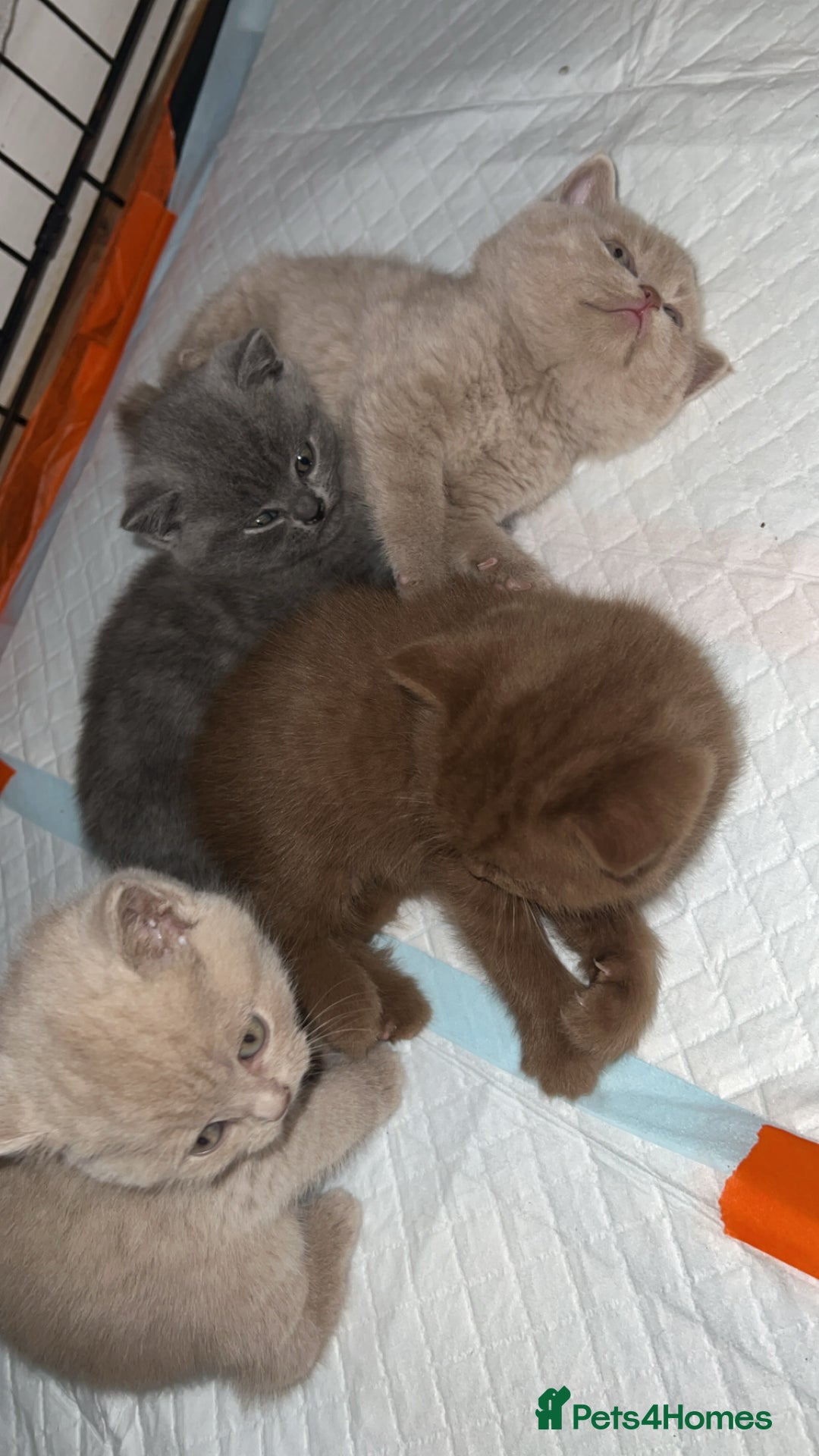 British Shorthair cats for sale: British shorthair kittens  - Image 5