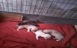 Chihuahua dogs for sale: Puppies for sale  - Image 8