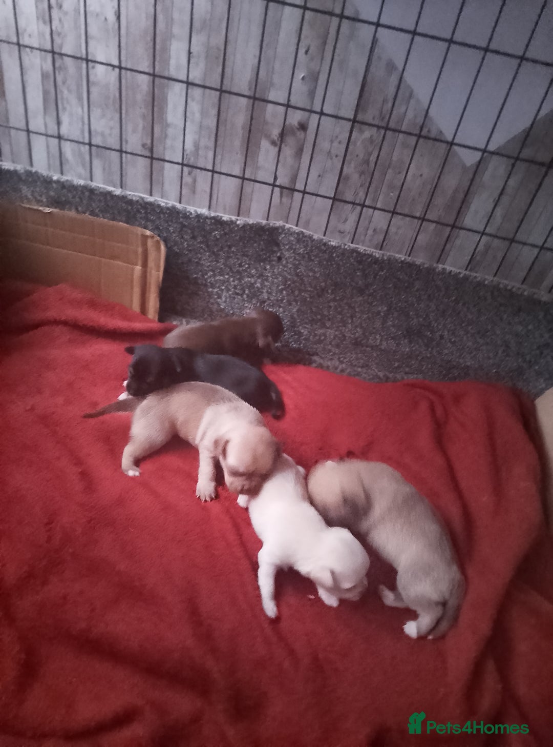 Chihuahua dogs for sale: Puppies for sale  - Image 8