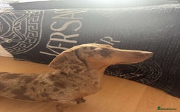 Miniature Dachshund dogs for sale: Miniature daschunds 2 females - 18 months old  - Image 8
