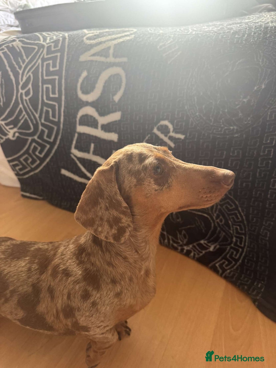 Miniature Dachshund dogs for sale: Miniature daschunds 2 females - 18 months old  - Image 8