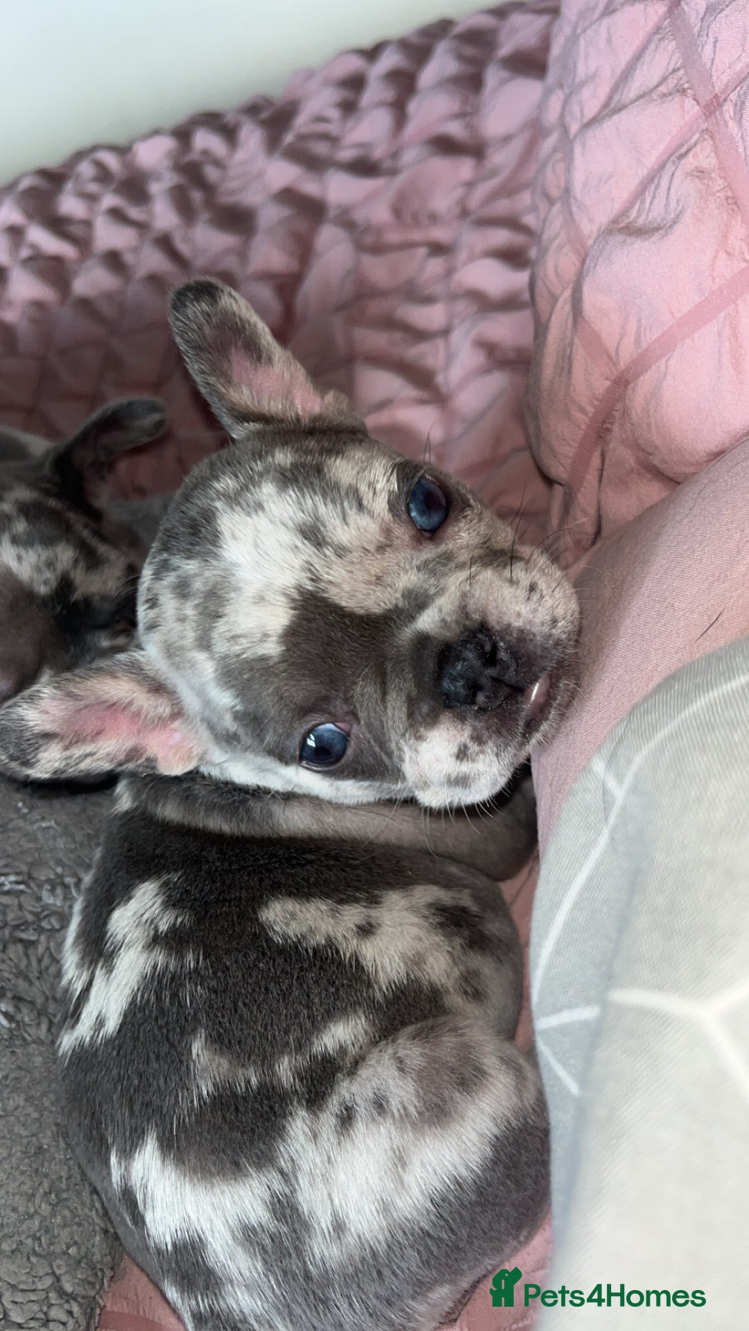 French Bulldog dogs for sale: Tri-colour Blue Merle Frenchie pups - Image 16