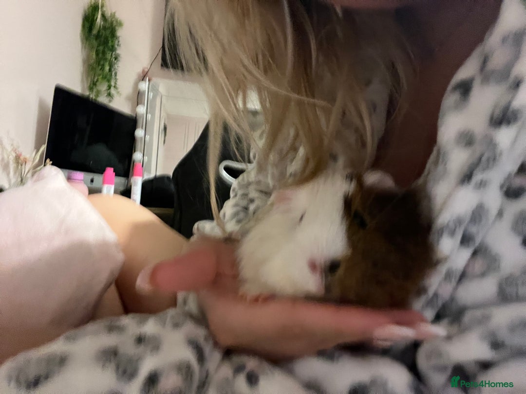 Guinea Pig rodents for sale: Two beautiful guinea pigs.  - Advert 3