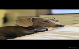 Miniature Dachshund dogs for stud: Blue Miniature Dachshund for stud - Image 4