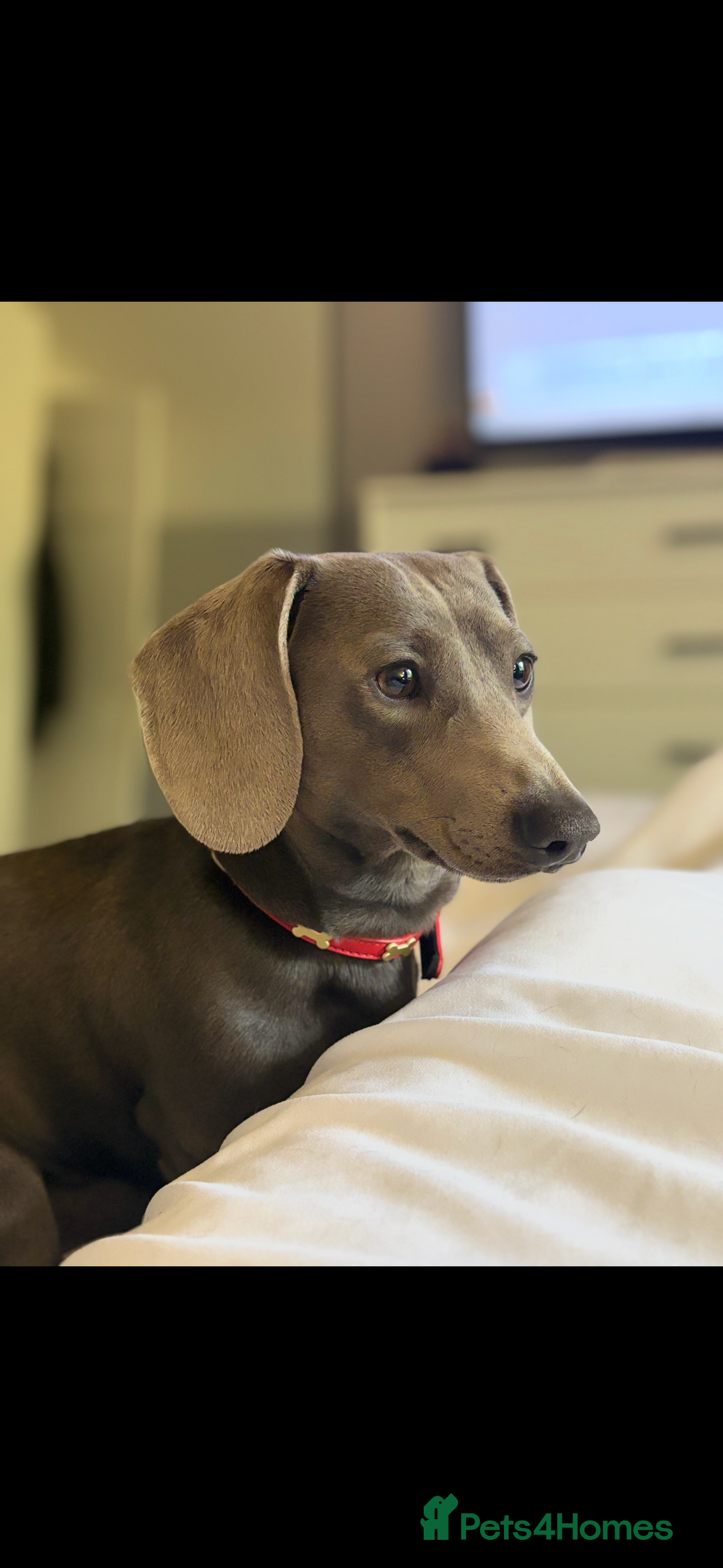Miniature Dachshund dogs for stud: Blue Miniature Dachshund for stud - Image 4