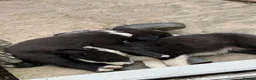 Border Collie dogs for sale: Border collie  - Advert 11