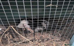 Guinea Pig rodents for sale: 3 female guinea pigs and all equipment with them  - Image 4