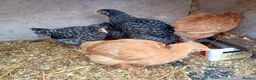 Chickens poultry for sale: Young female pullets - Advert 1