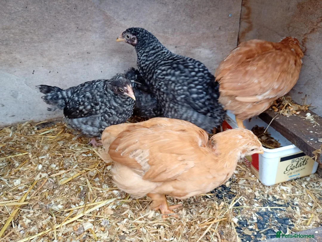 Chickens poultry for sale: Young female pullets - Advert 1