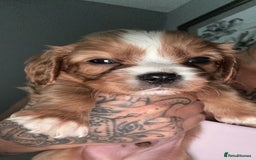 Cavalier King Charles Spaniel dogs for sale: Stunning Litter of cavalier King Charles spaniels  - Image 4