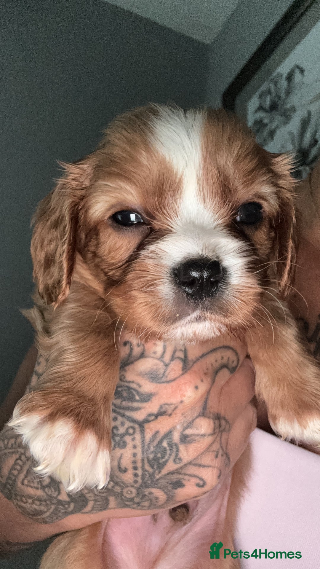 Cavalier King Charles Spaniel dogs for sale: Stunning Litter of cavalier King Charles spaniels  - Image 4