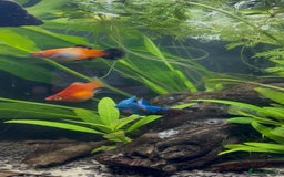 Platies fish for sale: Dwarf platys coral red and sunset  - Image 3
