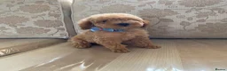 Toy Poodle dogs for sale: TOY POODLE GIRLS AND BOYS READ NOW  - Advert 4