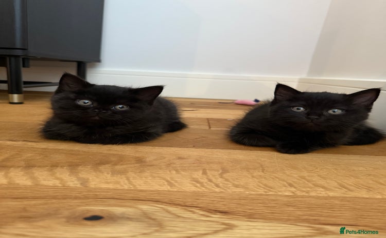 British Shorthair cats - Advert 14