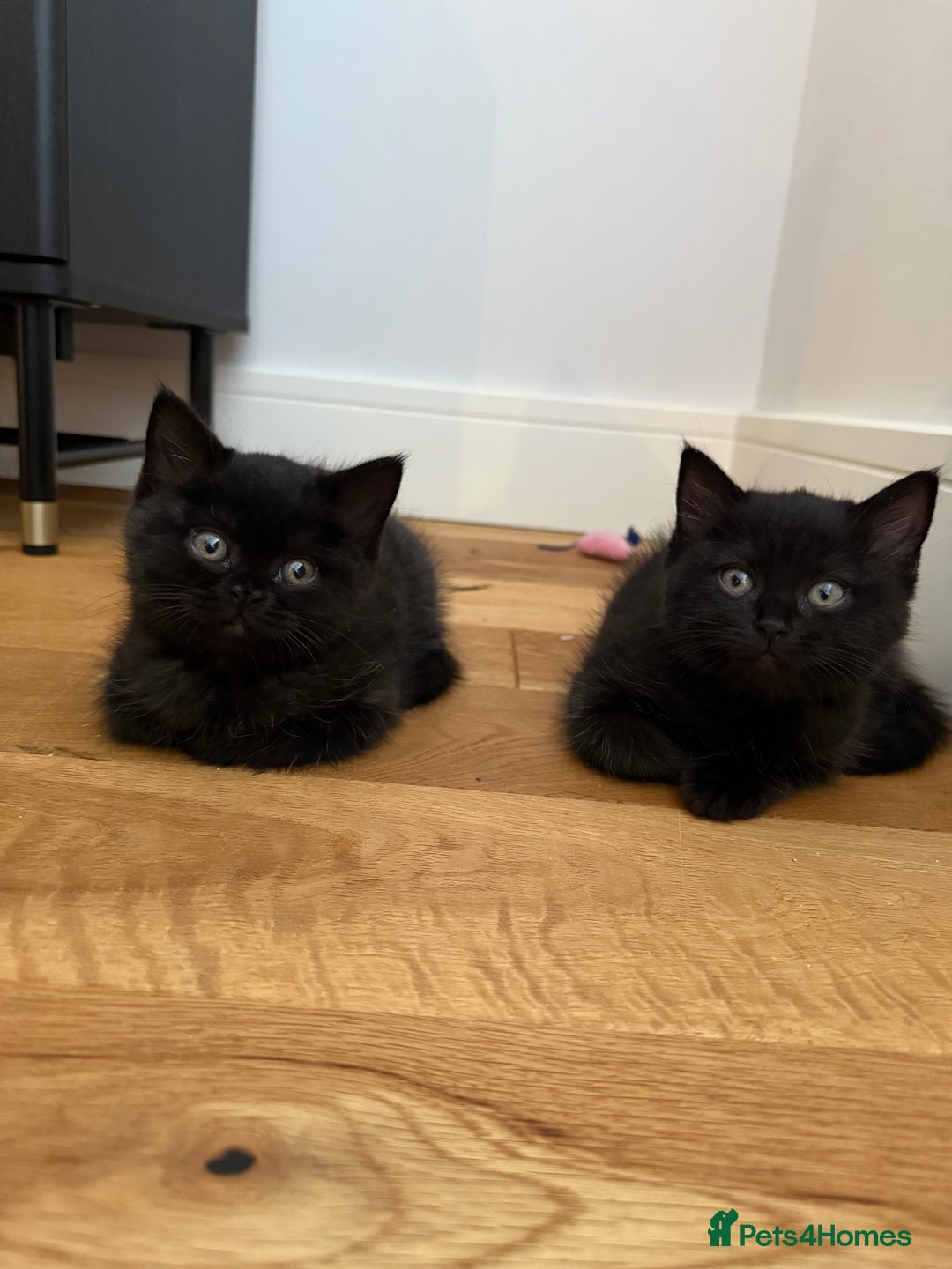 British Shorthair cats for sale: 🐾 Beauitful British Short Hair X 🐾  - Image 1